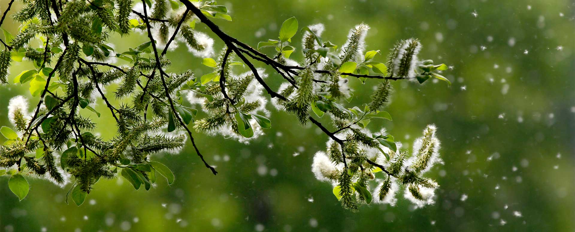 Heuschnupfen: Pollen machen Allergikern das Leben schwer Heuschnupfen: Pollen machen Allergikern das Leben schwer