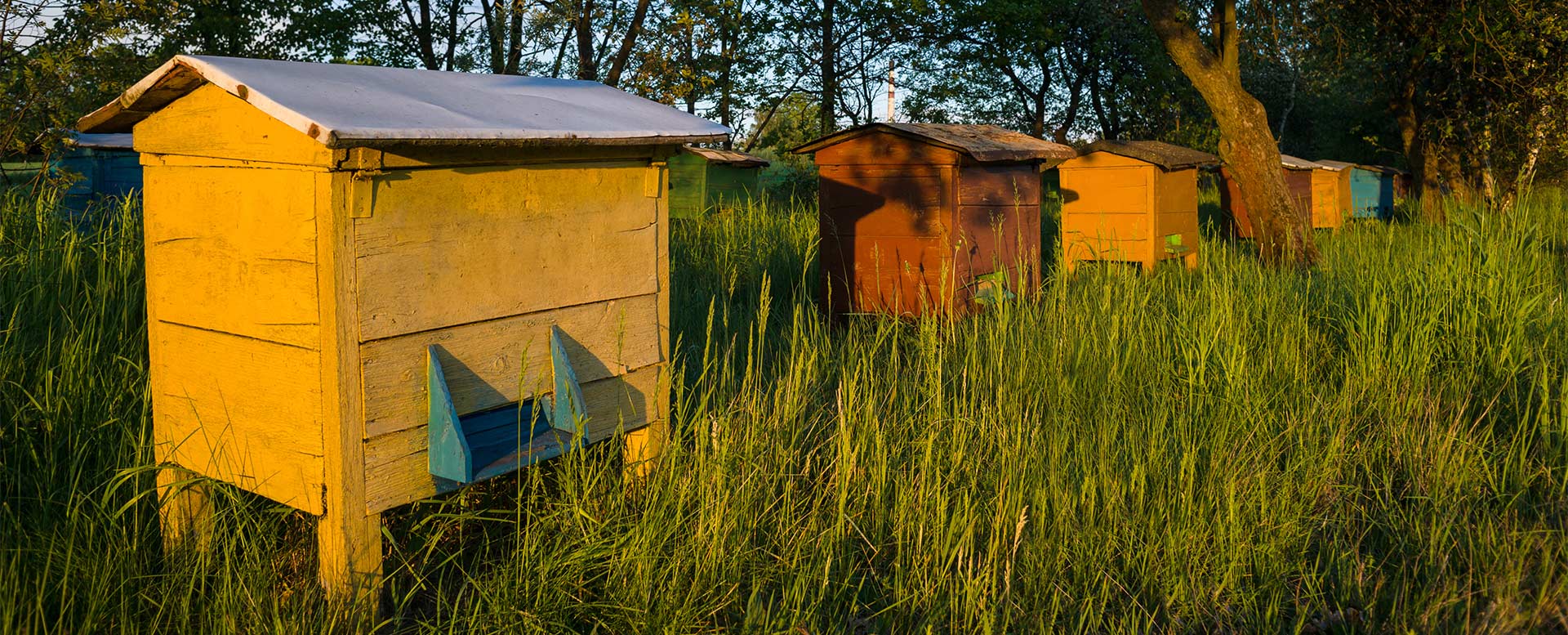 Bienenkästen zur Bienenhaltung Bienenkästen zur Bienenhaltung