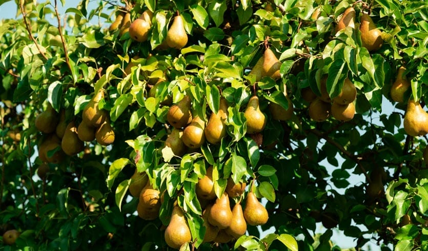 slideshow2-obstbaeume-birne-ergo-impulse Birnen am Obstbaum