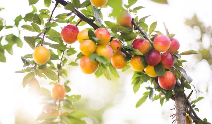 slideshow5-obstbaeume-mirabelle-ergo-impulse Obstbaum Mirabelle