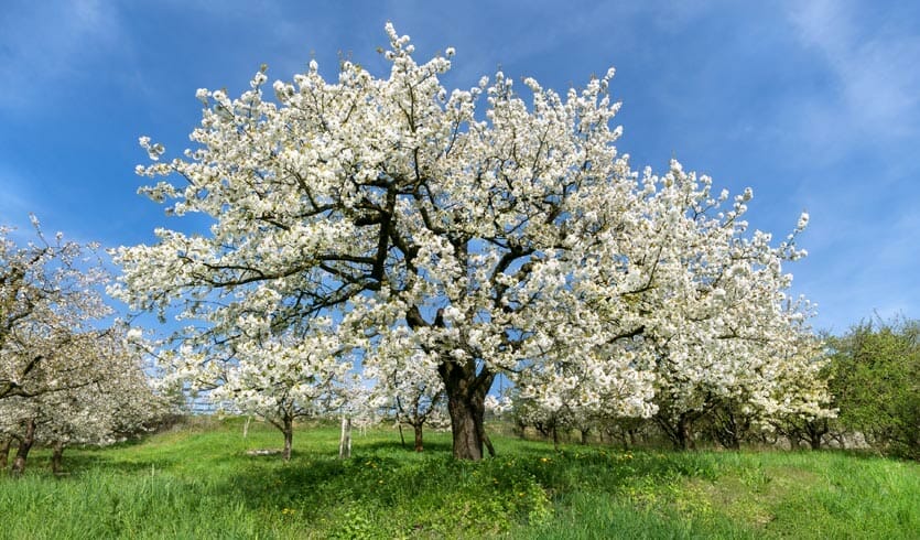 slideshow6-obstbaeume-kirsche-ergo-impulse Obstbaum Süßkirsche