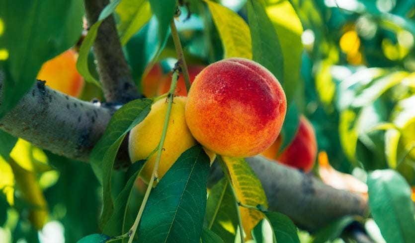 slideshow7-obstbaeume-pfirsich-ergo-impulse Obstbaum Pfirsich