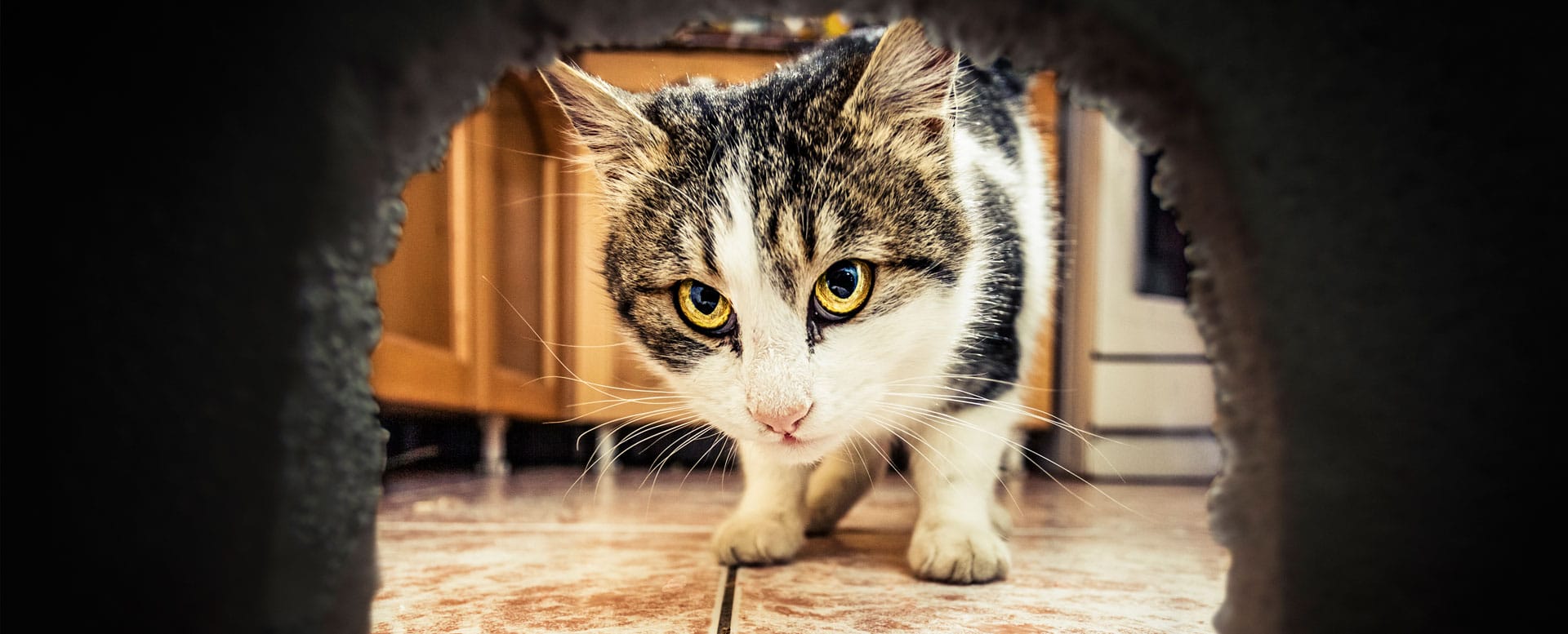 Das hilft gegen Mäuse im Haus Das hilft gegen Mäuse im Haus
