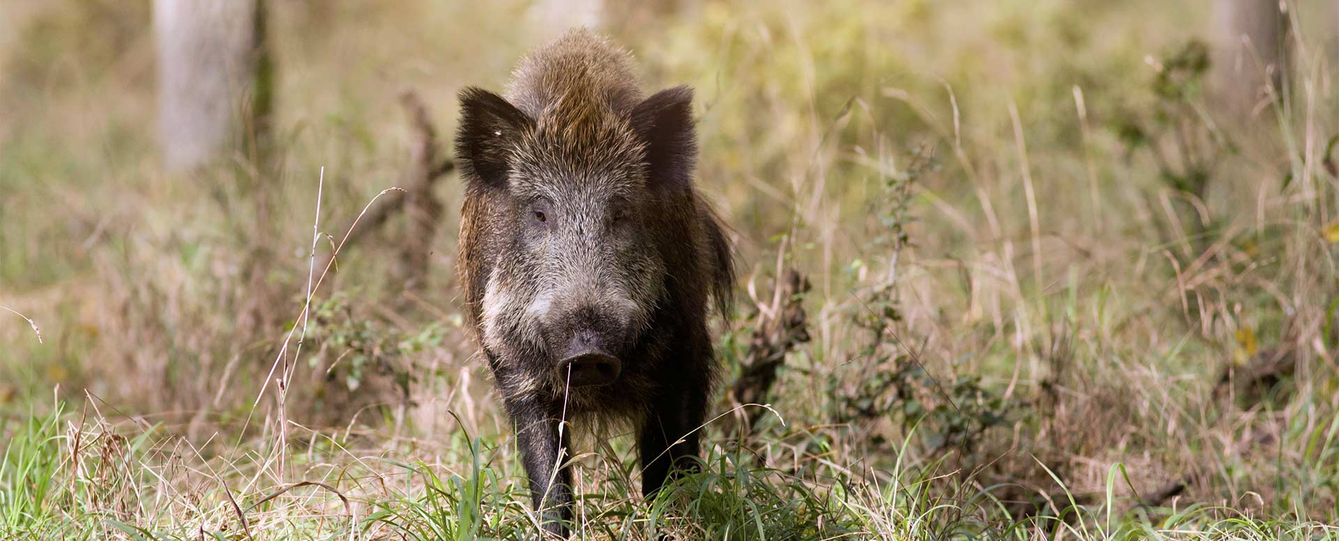Wildschwein Wildschwein