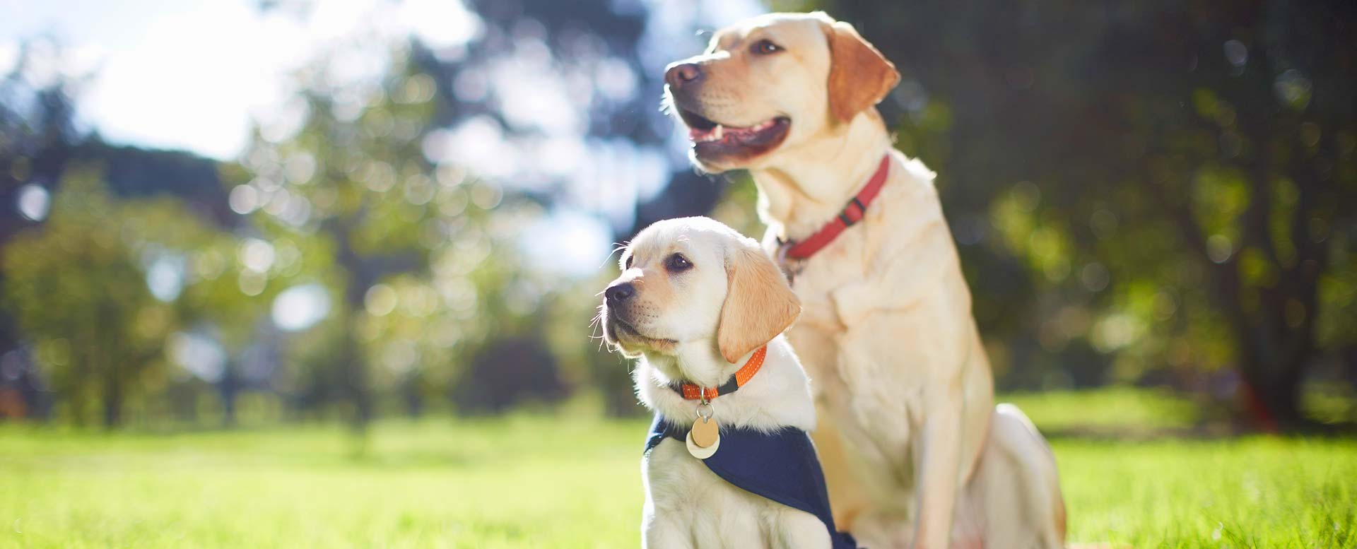 Blindenhunde Blindenhunde